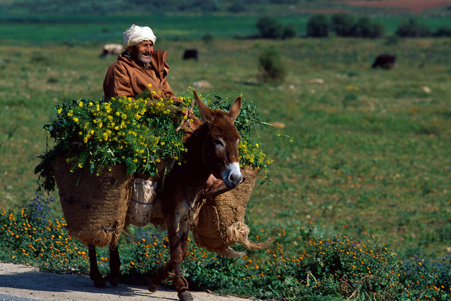 صور جميلة ومنوعة من بلادنا المغرب-3- Ih207804-d272f9