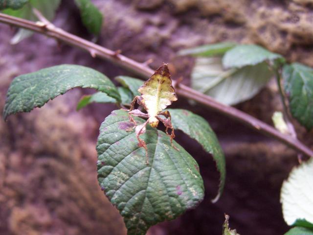 Phyllium giganteum - Page 2 Phasme-fran-ois-009-bbb76a