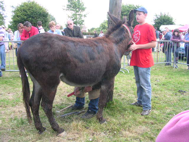 fête de l'âne chez les ch'tis Dscn4106-4ffda9