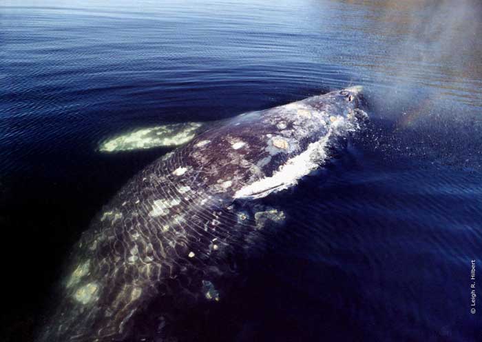 Monde marin - Baleine-grise-2-11acbca