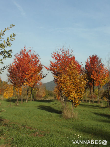 Couleurs d' automne de ma région ( var ) 3-156cf55