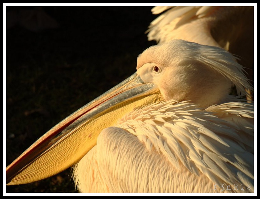 visite au zoo _c283971_gf-977cf8