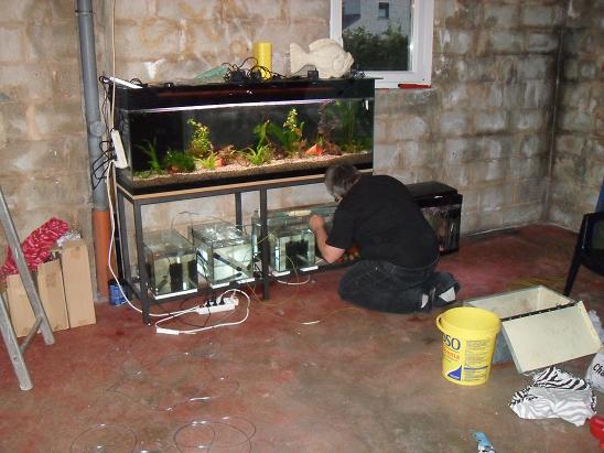 ma shrimproom et fishroom Sdc12136-1d75d97