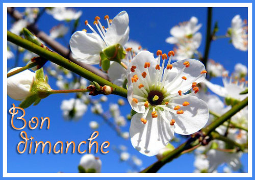  Ƹ̵̡Ӝ̵̨̄Ʒ ♥ Bonjour...Bonsoir...Quoi de neuf??? ♥ Ƹ̵̡Ӝ̵̨̄Ʒ  - Page 39 Bon-dimanche-1-eb7536