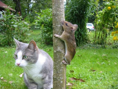 [Avril 2013] Les Animaux partent à l'aventure! Chat_souris-5500a6