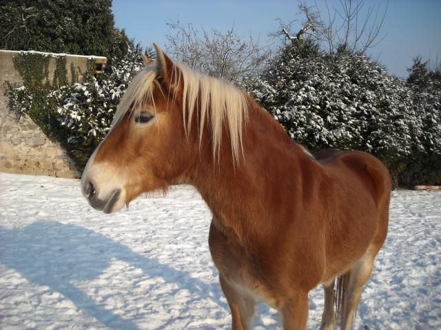 Matt Nath Voilac l'haflinger des Daltons... Dscn0212-9e53f0