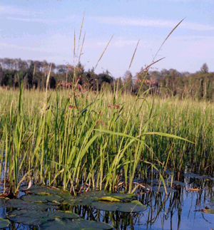 Symboles et symbolisme - Le Riz -Le vent Showimage-1f4e97a