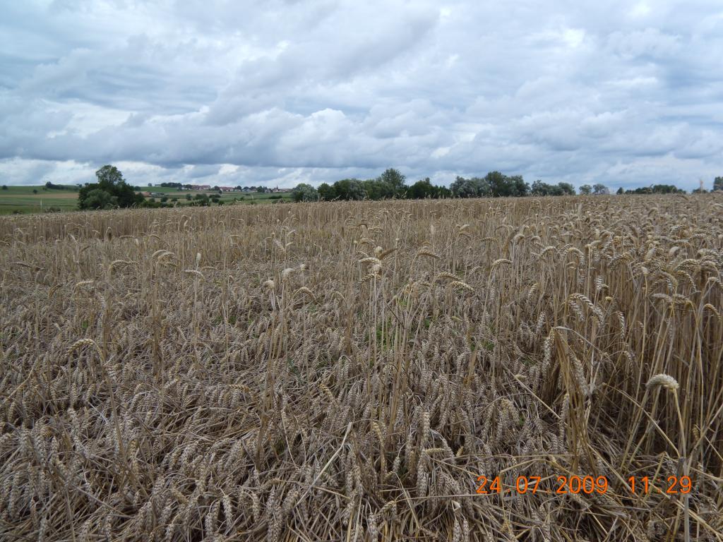 CROP CIRCLE HERANGE QUI DERANGE, 24 Juillet 2009 Dscn0909-1145a6f