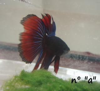 betta femelle à donner (Belgique-Liège) + 2 males A-bcb4fc