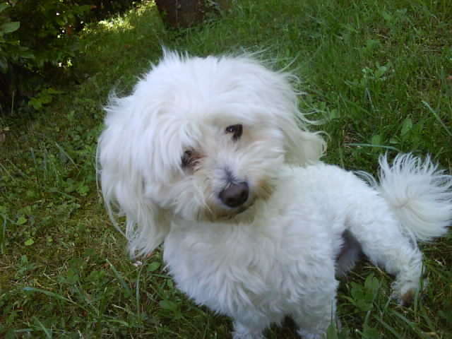 Mon chien, Uxy ! Acww-002-14de0c8