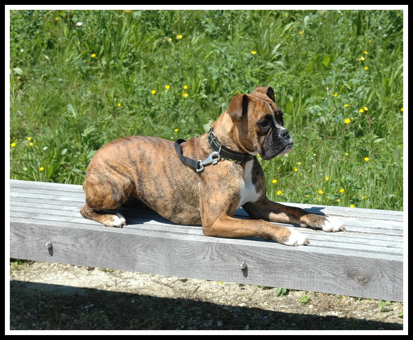 Shelby notre boxer en balade au barrage de l'Eau d'Heure 4-f526b0