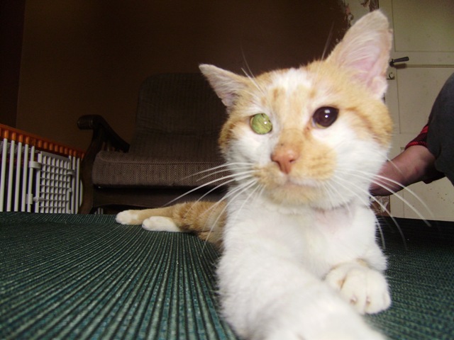 Marmelade chat roux et blanc aveugle cherche FA dpt 35/56/44 P4250080-dedf58
