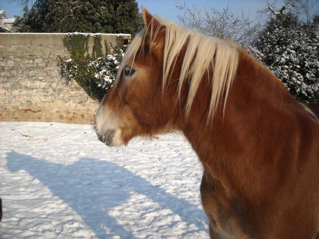 Matt Nath Voilac l'haflinger des Daltons... Dscn0192-9e5376