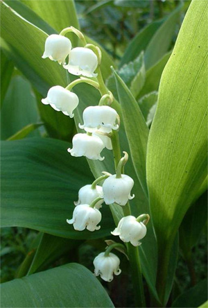 fractales de Mai Dossiers_fetes-muguet1-2f56bd