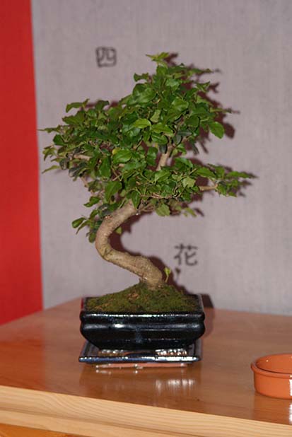 un nouveau chez les bonsai Dsc02258ssss-1bf75de