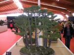 photos du festival international du bonsaï a saulieu Pa090047-213f4d6