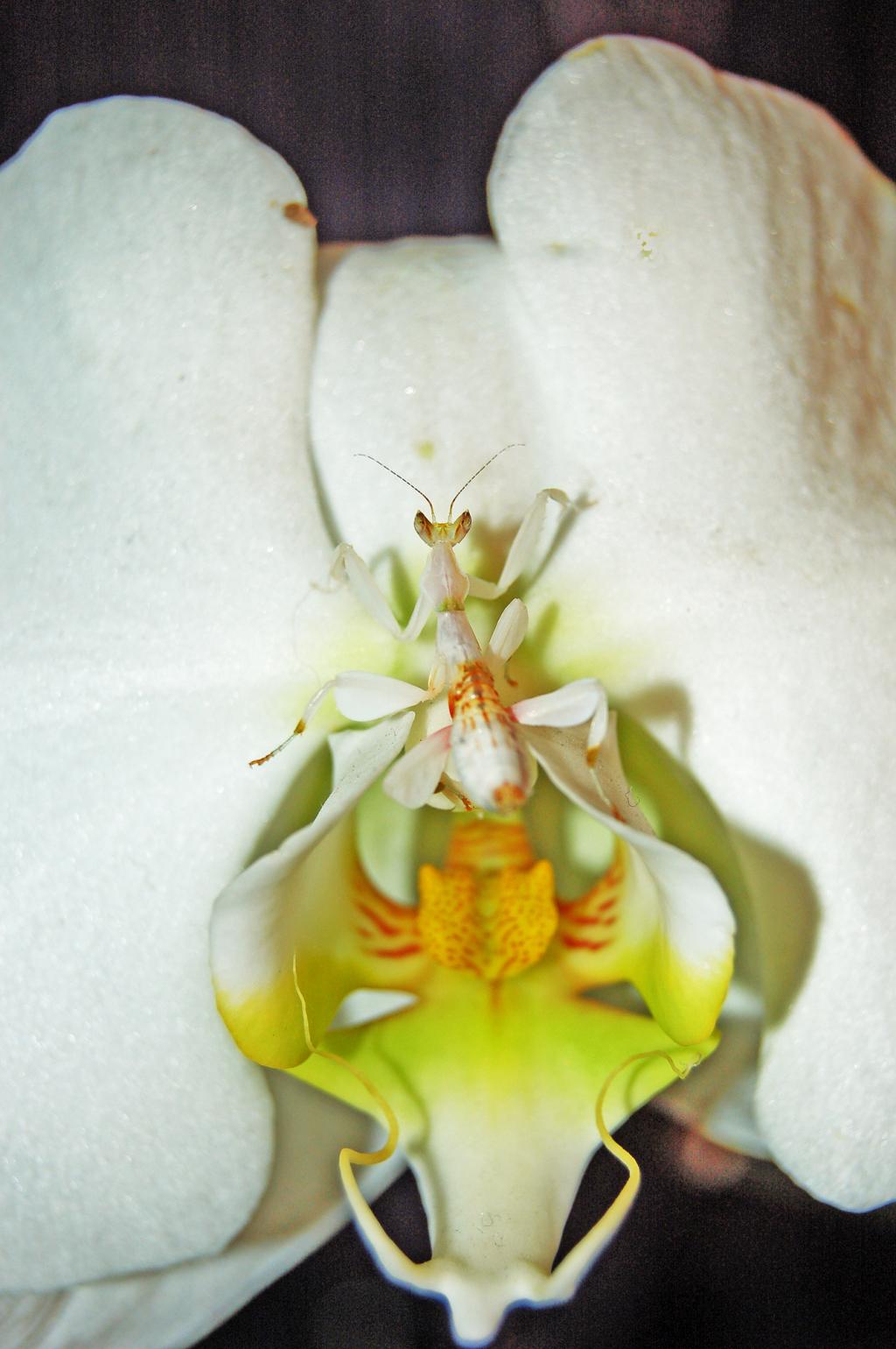 Le p'tit nouveau s'prsente ! Hym-nopus-orchid-e-1-9f8edb