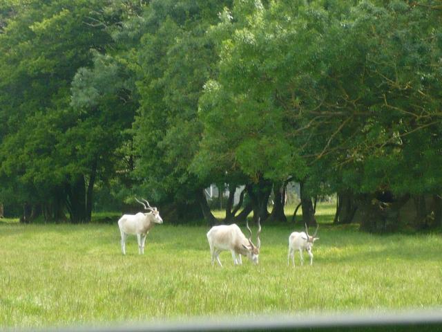 Zoo Planète Sauvage Addax-f1f10a