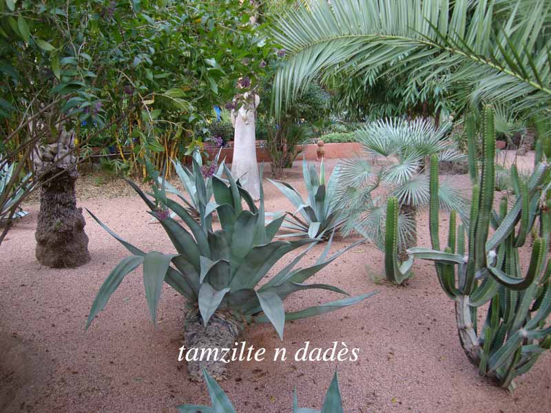 Jardin Majorelle : un éden à Marrakech Jardin9-1973449