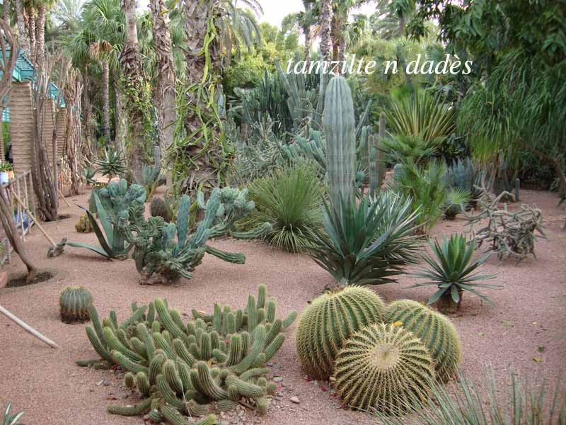 Jardin Majorelle : un éden à Marrakech Jardin2-19733c3