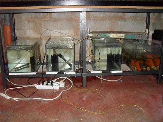 ma shrimproom et fishroom Sdc12138-1d75d9d