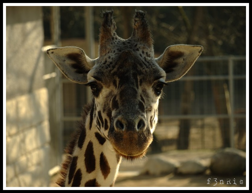 visite au zoo _c283902_gf-977ccf