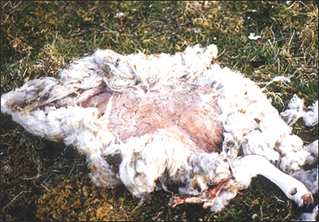 Mutilation de moutons à Shrewsbury Mute-moutons-gb-1ab3764