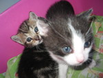 Mes petits chatons :D Dolce-et-dabannna-44bee3