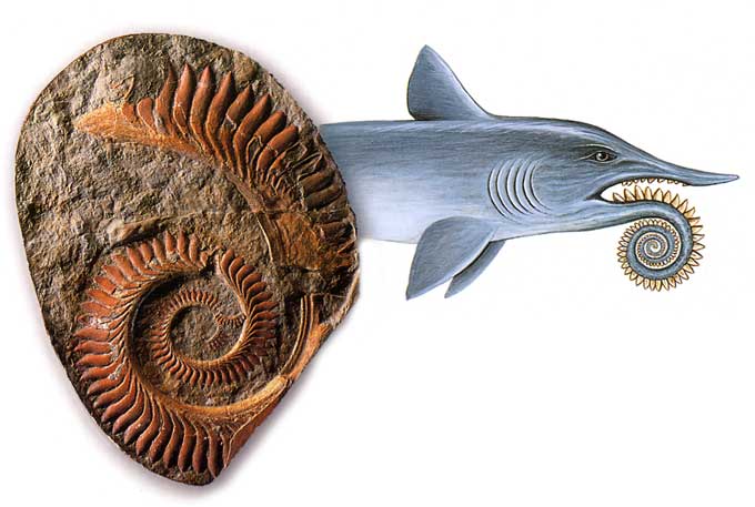 Monde marin - Helicoprion-11d6204