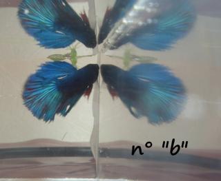 betta femelle à donner (Belgique-Liège) + 2 males B.1-bcb560