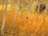 Wallpaperi Th_13338_Aspens_and_Windblown_Grasses6_Idaho_122_910lo