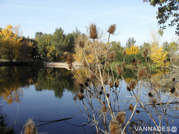 Couleurs d' automne de ma région ( var ) 9-156cf95