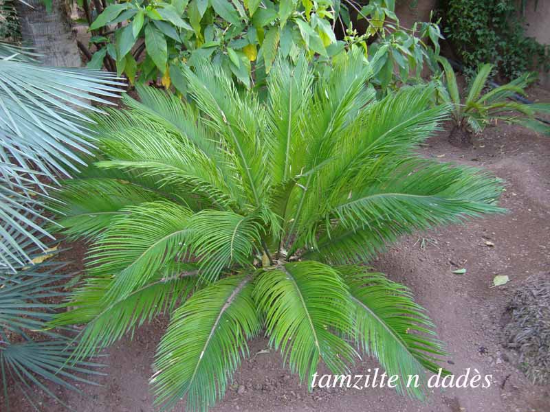 Jardin Majorelle : un éden à Marrakech Jardin8-1973436