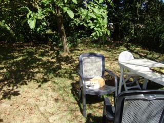 Marmelade chat roux et blanc aveugle cherche FA dpt 35/56/44 P9040097-12e3194