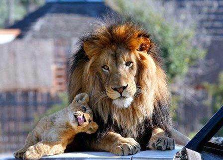 La famille LIONS en images Att000647-1--13818eb