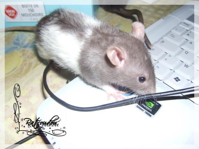 Evolution des ratons Dscf4625-f34496