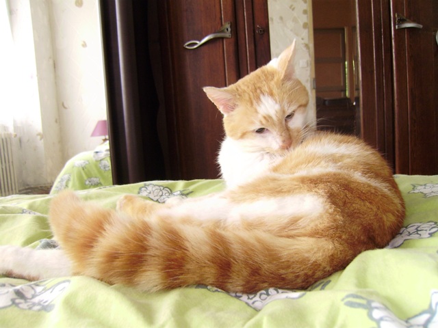 *Urgent Marmelade chat aveugle (C21/2) P5090210-e7e1de