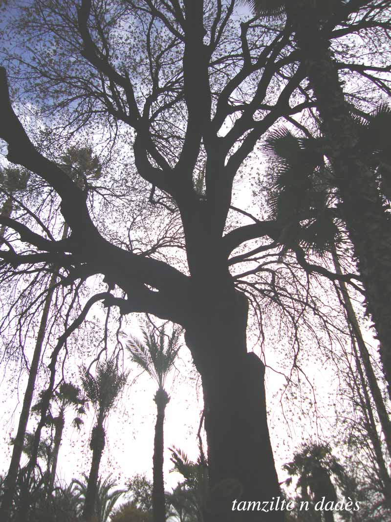 Jardin Majorelle : un éden à Marrakech Jardin10-1973466