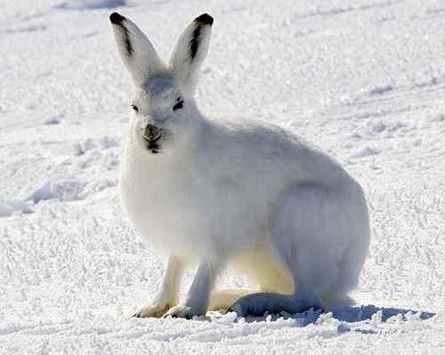  أجمل 10 أنواع من الحيوانات القطبية - الحيوانات القطبية الأكثر جمالا  The most beautiful in the snow 10 kinds of animals  1259408204412