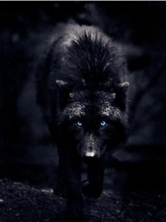 Angeli Wolfencross Black-Wolf