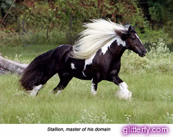 GYPSY VANNER Glitterfy111211435D33