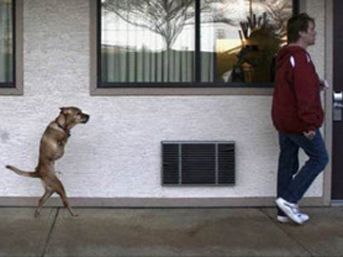 İki Ayaklı Köpeğin Müthiş Azmi Iki-ayak-kopek