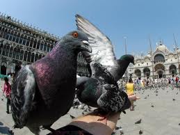 Las Palomas Dominaran El Mundo 14562204c539665f154360201c113640a25f8a26