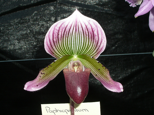 LAN VÀ THƠ ĐVTC - Page 2 Paphiopedilum_callosum_sublaeve