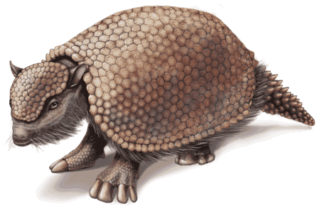 Presas y Cazadores Glyptodon