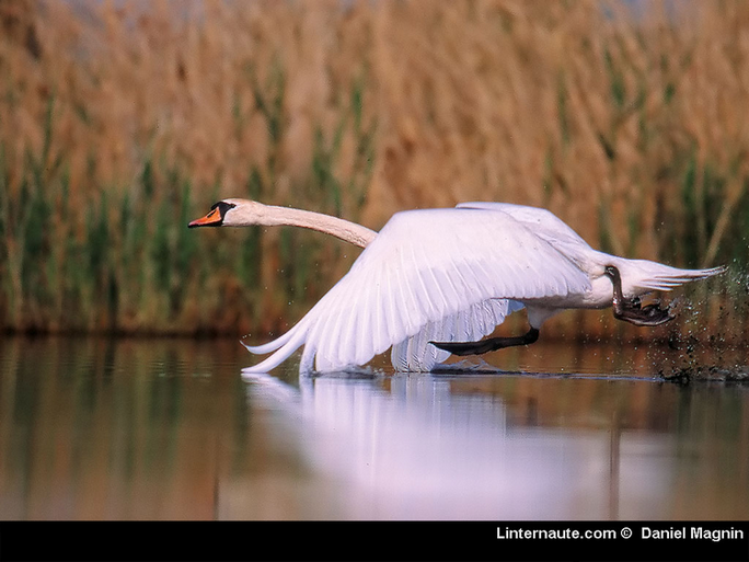 Règlement des chevaux, Clans, Rangs et Plumes. Cygne-14f138d