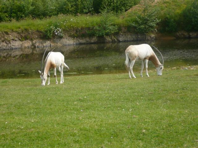 Zoo Planète Sauvage Oryxbis-f1f1a7