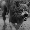 les loups sont nos amis =) Iconnewmoon-fe0519