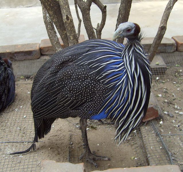 Des mouches encore des mouches....... 638px-vulturine_guineafowl-89d263