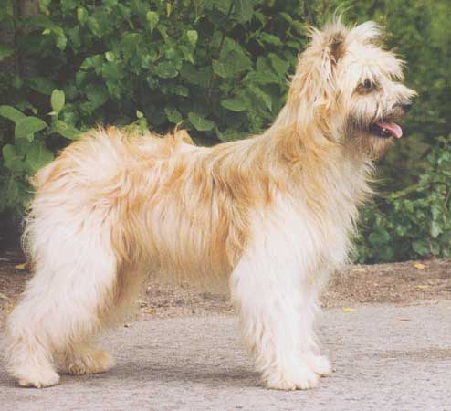 animaux de compagnie - chiens -Le Yorkshire terrier+Le Berger des Pyrénées et autres (photos,textes) Berger_02-1fbf26a